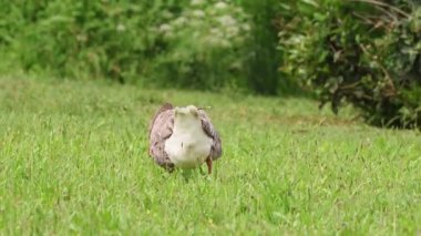 Greylag kaz yeşil çimlerde otluyor