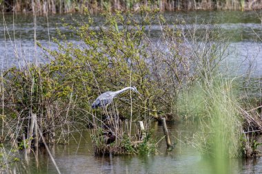 Lagoa pequena 'nın koruma altındaki bölgesinde gri balıkçıl, sesimbra, setubal, Portekiz