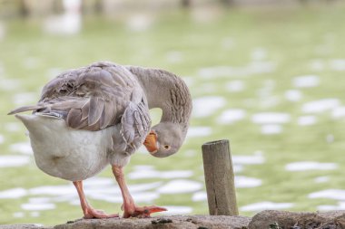Greylag kaz gölün kıyısındaki bir kayanın üzerinde dururken tüylerini temizliyor.