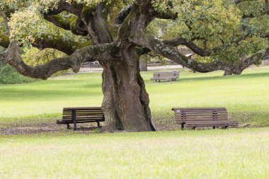 Portekiz, Almada 'da sakin bir şehir parkı olan Park da Paz' daki görkemli bir ağacın altında huzur arayan ziyaretçileri boş banklar bekliyor.