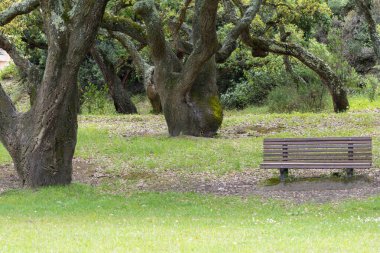 Boş bank huzur içinde oturur mantar meşe ağaçlarının gölgesinde Park da paz, almada, Portekiz 'de dinlenmek ve düşünmek için huzurlu bir yer sunar
