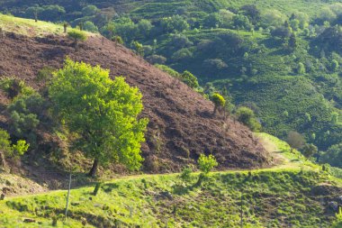 Çürük yeşil yaprakları ve tapada nacional de mafra, Portekiz 'de ormansız bir yamacı gösteren zıt bir manzara.