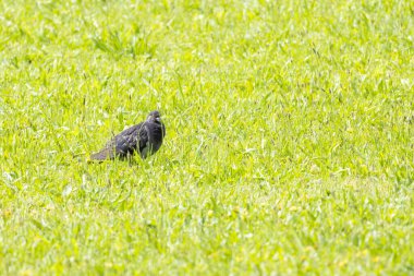 Güzel güvercin güneşli bir günde yeşil çimlerde dinleniyor.