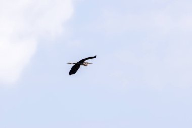 Mor balıkçıl lagoa pequena 'nın mavi gökyüzünde uçuyor yorumlayıcı uzay, sesimbra, Portekiz yakınlarındaki bir kuş izleme cenneti