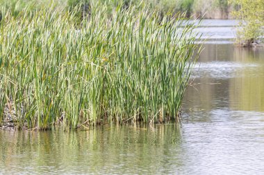 Lagoa pequena 'nın sularında büyüyen yeşil sazlıklar yorumlayıcı uzay, sesimbra, Portekiz yakınlarında bir kuş izleme cenneti