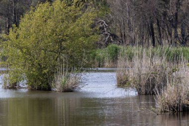 Lagoa pequena yorumlama alanında yetişen Riparian bitkisi, Sesimbra, Portekiz 'de korunan bir doğal alan.