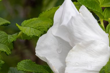 Parlayan su damlalarıyla narin, beyaz bir gül çiçeğinin yakınında, ilkbaharda doğanın güzelliğini yakalıyor.