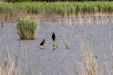 İki karabatak, sesimbra, Portekiz 'deki lagoa pequena' nın sularında tahta direkler üzerinde dinleniyor.