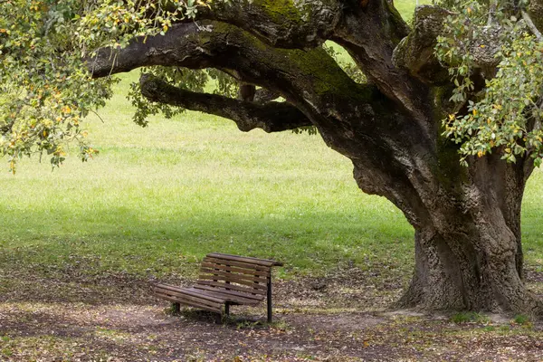 Tahta bank ziyaretçileri, Portekiz, Almada 'da huzurlu bir şehir parkı olan Park Da Paz' daki büyük bir meşe ağacının altında dinlenmeye davet ediyor.
