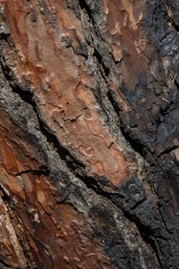 Deniz çam kabuğunun dokusu sıcak kahverengi ve koyu gri renklerle doğal bir desen oluşturur.