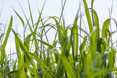 Canlı yeşil çimenler açık mavi gökyüzüne doğru uzanıyor, huzurlu ve doğal bir manzara yaratıyor.
