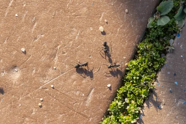 Siyah karıncalar özenle kaldırım taşlarında yiyecek arıyorlar. İşbirlikçi davranışlarını ve yiyecek bulma becerilerini sergiliyorlar.