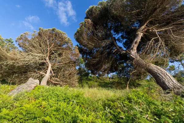 Mavi bir gökyüzünün altında eğreltiotlarıyla kaplı yeşil bir yamaçta büyüyen iki çam ağacı.