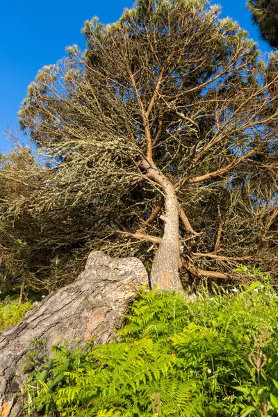 Eğrelti otları, devrilmiş bir ağaç gövdesinin yanında ve eğilmiş bir çam ağacının altında, sakin bir orman manzarası oluşturur.
