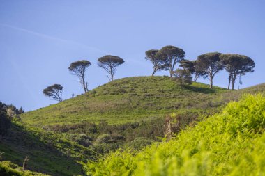 Tapada Nacional de Mafra, Portekiz 'de açık mavi gökyüzünün altında büyüyen taş çamların manzarası.