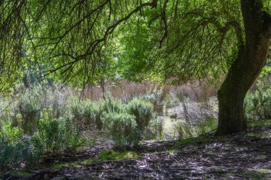 Güneş ışığı ağaçların yapraklarından süzülerek tapada nacional de mafra, Portekiz 'deki canlı yeşil bitkileri aydınlatır.
