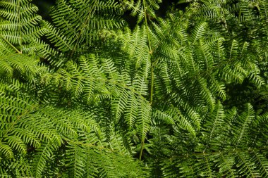 Canlı yeşil eğreltiotu yaprakları yoğun, dokulu bir zemin oluşturarak tapada nacional de mafra, Portekiz 'de doğanın güzelliğinin özünü yakalar.