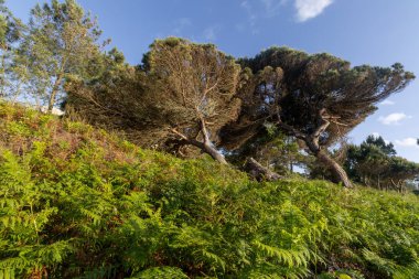 Eğreltiotlarıyla kaplı bir yamaçta büyüyen taş çam ağaçları mavi gökyüzünün altında güneş ışığıyla aydınlatılıyor.