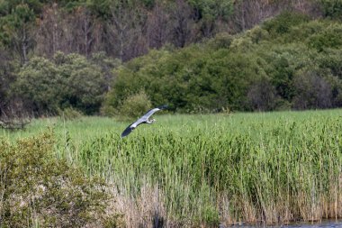 Sazlıkların üzerinde uçan gri balıkçıl lagoa pequena yorumlayıcı uzayı, sisimbra, Portekiz 'de korunan sulak alan