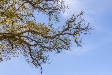 Güneş ışığı, görkemli bir ağacın dalları arasından Tapada Nacional de Mafra 'da canlı bir mavi gökyüzüne doğru süzülür.