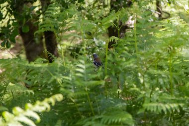 Portekiz 'de korunan bir bölge olan Tapada Nacional de Mafra' nın içindeki eğreltiotlarında saklanan küçük papatyalar.