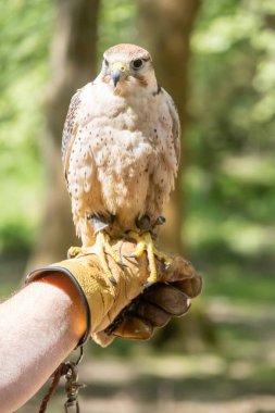Falconry gösteri ile Saker Falcon tapada nacional de mafra, Portekiz Şahin eldiveni tünedi