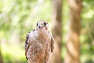 Saker şahini, tapada nacional de mafra, Portekiz 'in yemyeşil yeşilliğinde tünemiş ve gözlemlemiştir.