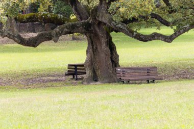 İki boş bank ziyaretçileri Portekiz, Almada 'da huzurlu bir şehir parkı olan parktaki görkemli bir ağacın gölgesinde dinlenmeye davet ediyor.
