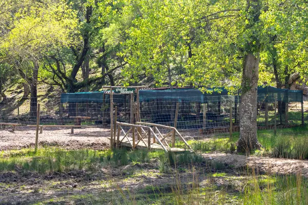 Portekiz 'de Tapada Nacional de Mafra' da çitli bir orman fidanlığına giden küçük ahşap köprü.