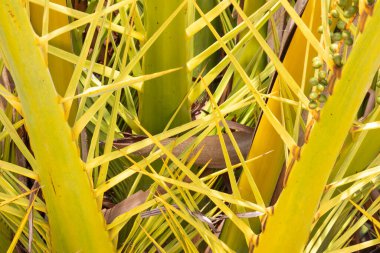 Parlak sarı palmiye dallarının kesiştiği, verimli tropikal bir ortamda çarpıcı bir desen oluşturan,