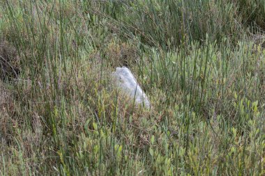 Çevresel kirliliği ve ekosisteme verdiği zararı temsil eden yeşil bir çim alanını kirleten plastik şişe