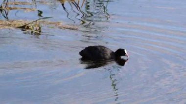 Avrasyalı yaban ördeği sakin göl suyunda huzur içinde yüzüyor