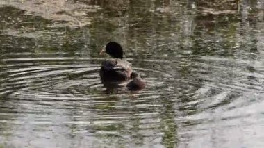 Yavrusuyla birlikte sakin göl suyunda yüzen kırmızı topuzlu ördek.