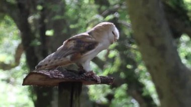 Büyük boynuzlu baykuş dala tünedi.