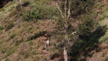 Vahşi geyik ormanda birlikte yürür.