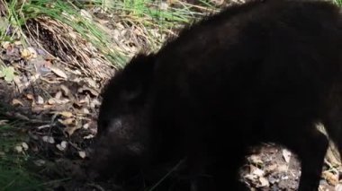 Wild boar Sus scrofa digging the ground among the forest