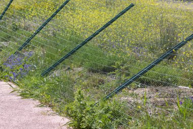 Korunaklı bir bölgede filizlenen kır çiçeklerini çevreleyen yeşil tel örgüyle biyolojik çeşitliliği koruyorlar.