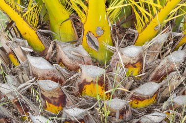 Hurma ağacının kütüğüne ait açık seçik görüntüler, onun yumuşak dokusunu, parlak sarı ve yeşil rengini ve doğal yapısını gözler önüne serer.
