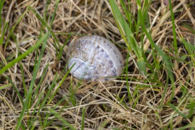 Çimlerin ve kuru yaprakların üzerine uzanmış bir salyangoz kabuğunu kapatarak doğanın güzelliğini gözler önüne seriyor.