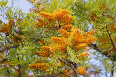 İpeksi bir meşe ağacında açan altın sarısı çiçekleri kapat - grevillea robusta - mavi bir gökyüzüne karşı