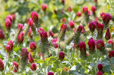 Parlak kırmızı yonca çiçekleri güneşli bir çayırda serpilmiş, pitoresk bir bahar manzarası yaratıyor.