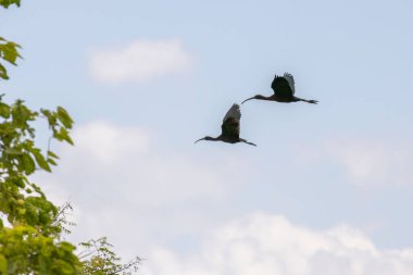 İki parlak aynak bulutlu bir gökyüzünde süzülüyor, siluetleri yeşil ağaçların arka planına zıt düşüyor.