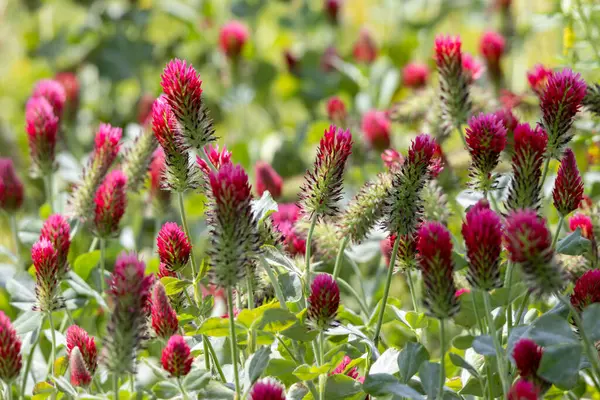 Parlak kırmızı yonca çiçekleri güneşli bir çayırda serpilmiş, pitoresk bir bahar manzarası yaratıyor.