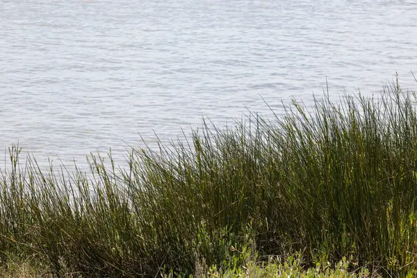 Gölün kıyısında yetişen yeşil çimenler vahşi yaşam için yaşam alanı ve kirleticileri filtreler.