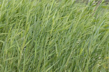 Uzun yeşil çimenler parlak güneşli bir günde rüzgarda hafifçe sallanarak huzurlu ve huzurlu bir doğal arka plan oluşturuyor.