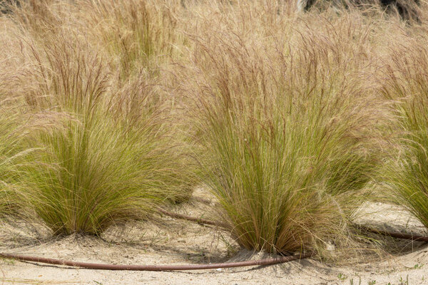 Декоративные травы, растущие в пустыне с системой орошения