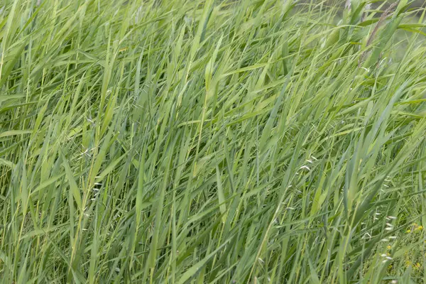 Uzun yeşil çimenler parlak güneşli bir günde rüzgarda hafifçe sallanarak huzurlu ve huzurlu bir doğal arka plan oluşturuyor.