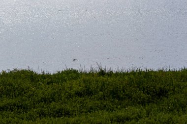 Misk faresi güneşli bir günde, sakin, çimenli bir sahil kenarında parıldayan suda yüzüyor.