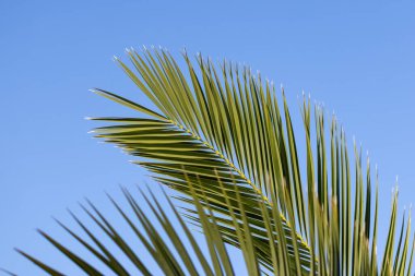 Canlı yeşil palmiye yaprakları, mükemmel mavi gökyüzüne karşı tropikal bir hava yaratır. Bu da yaz tatili ve rahatlama hissi uyandırır.