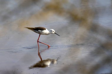 Siyah kanatlı stilt sığ suda yürüyor yiyecek arıyor, yüzeyde yansıması var.